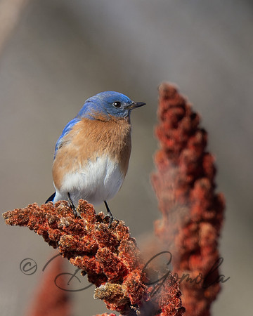Eastern Bluebird