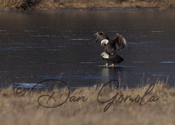 Bald Eagle