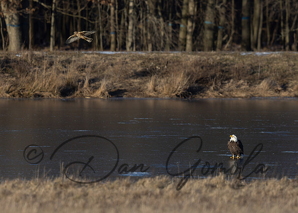 Bald Eagle