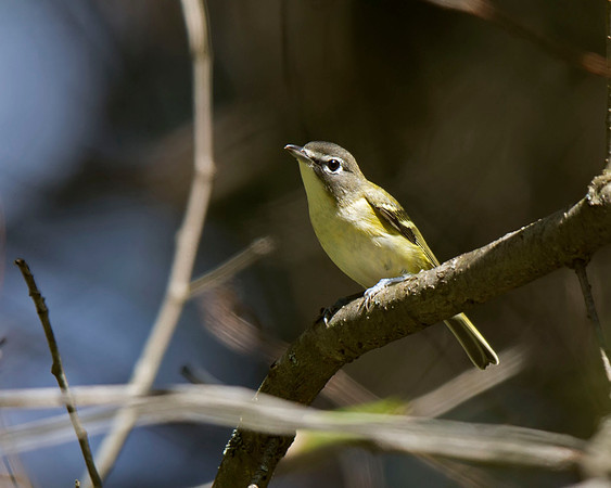 Blue-headed Vireo