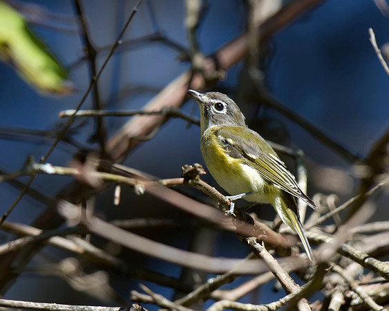 Blue-headed Vireo
