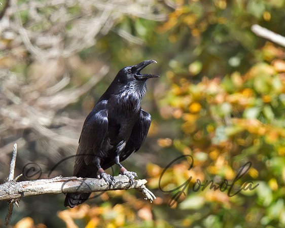 Common Raven