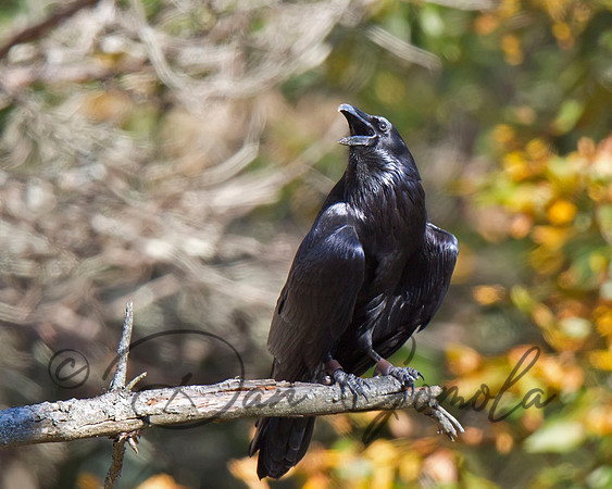 Common Raven