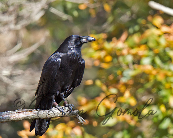 Common Raven
