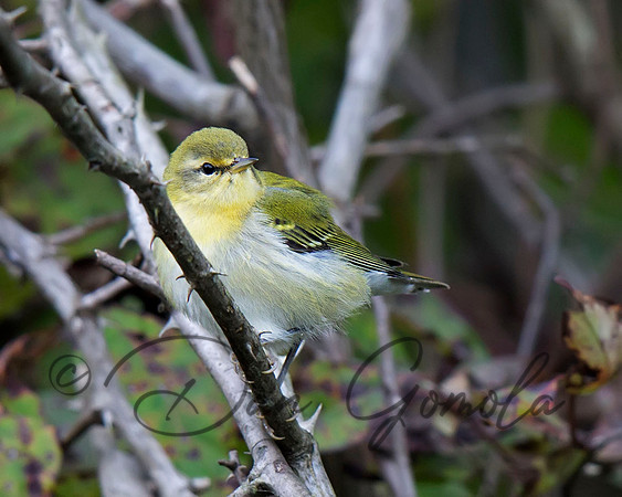Tennessee Warbler