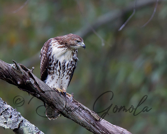 Red-tailed Hawk