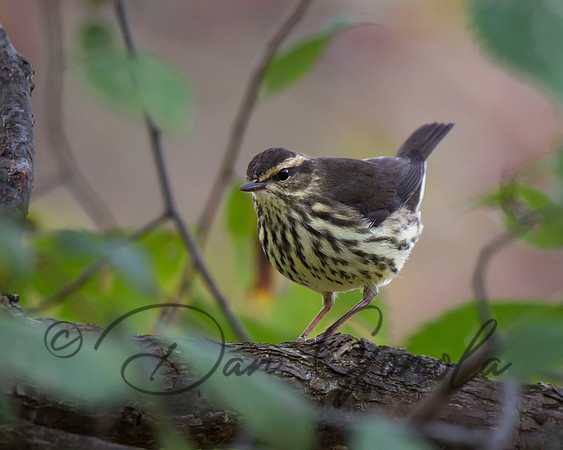 Northern Waterthrush