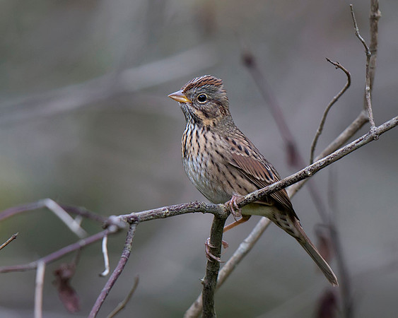 Lincoln's Sparrow