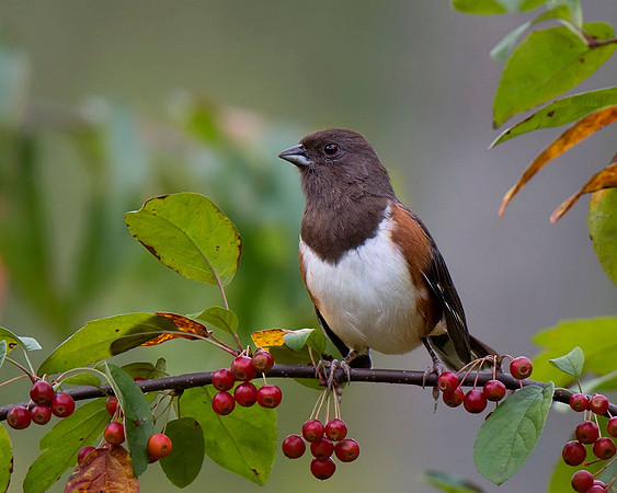 Eastern Towhee