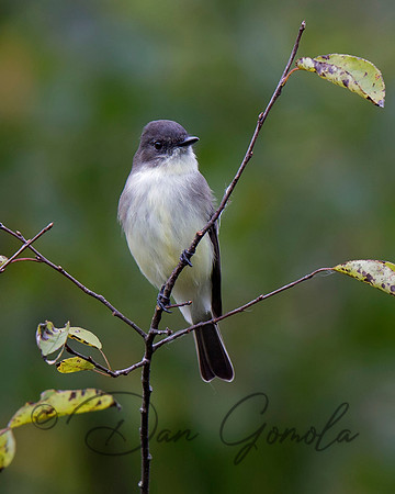 Eastern Phoebe