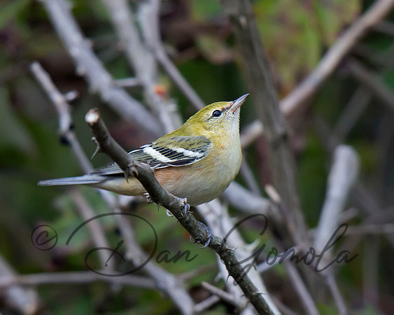 Bay-breasted Warbler