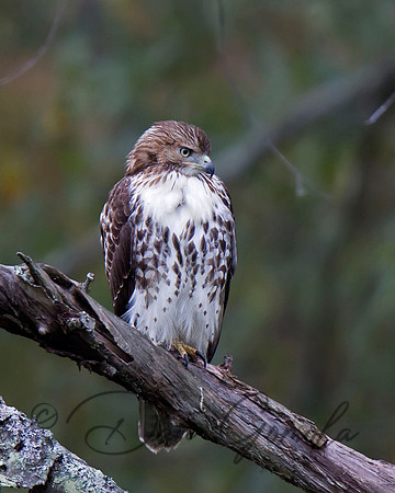 Red-tailed Hawk