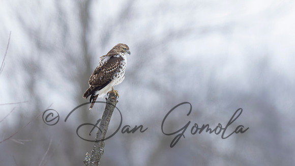 Red-tailed Hawk