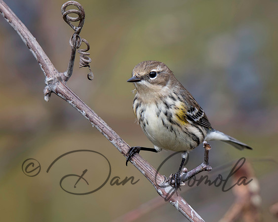 Yellow-rumped Warbler