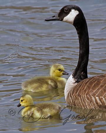 Canada Goose