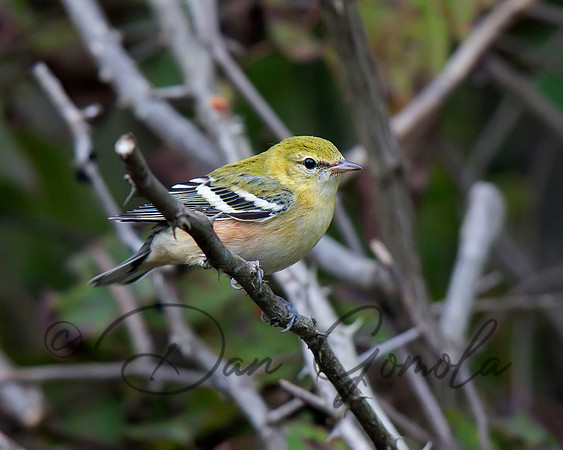 Bay-breasted Warbler