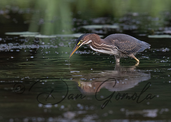 Green Heron