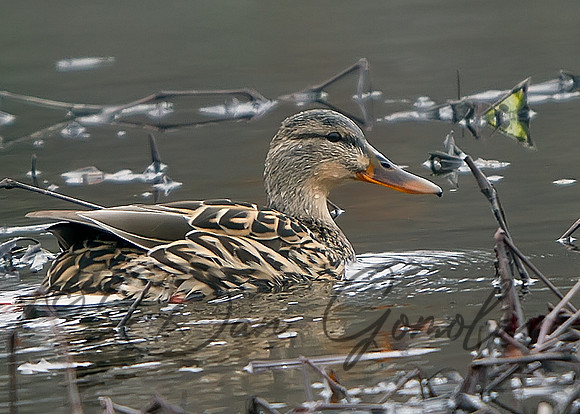 Mallard Duck (female)