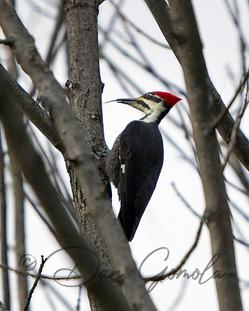Pileated Woodpecker