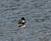 Bufflehead