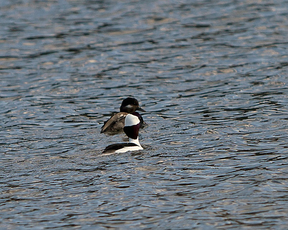 Bufflehead