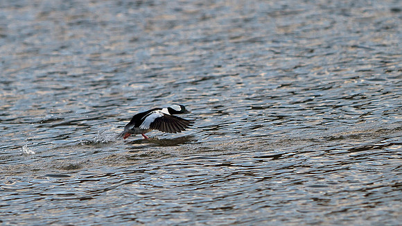 Bufflehead