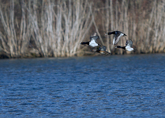 Lesser Scaup