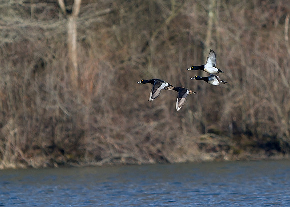 Lesser Scaup