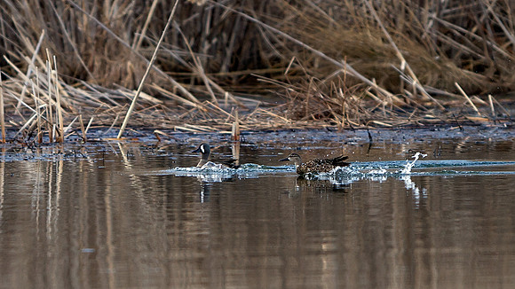 Blue-Winged Teal