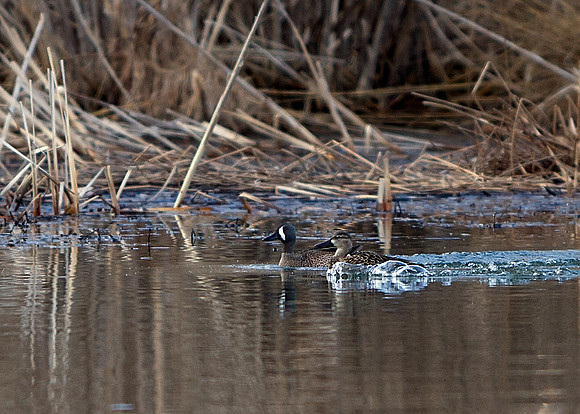 Blue-Winged Teal