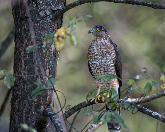 Cooper's Hawk