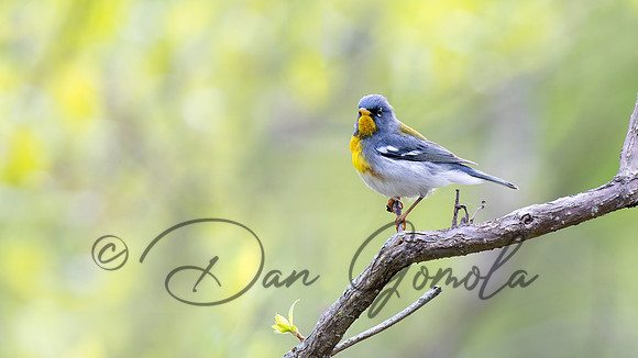 Northern Parula