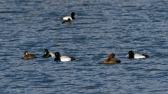 Lesser Scaup