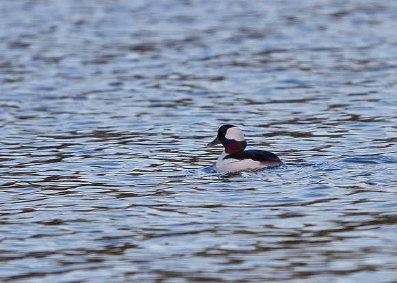Bufflehead