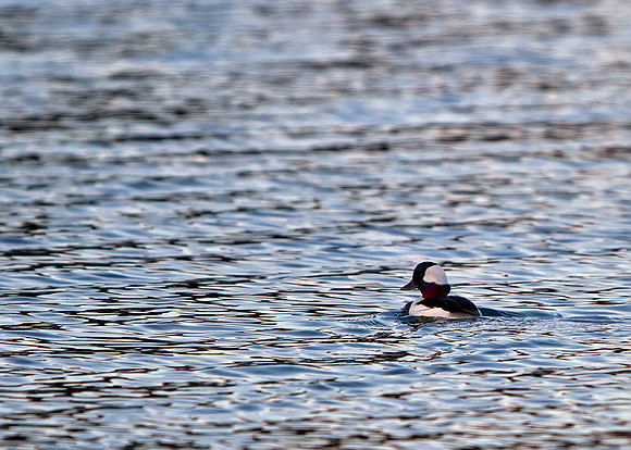 Bufflehead