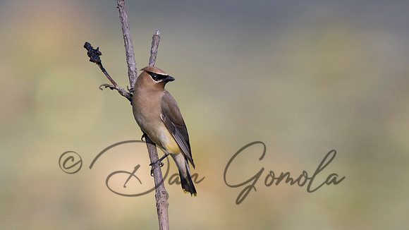Cedar Waxwing