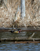 Wood Duck