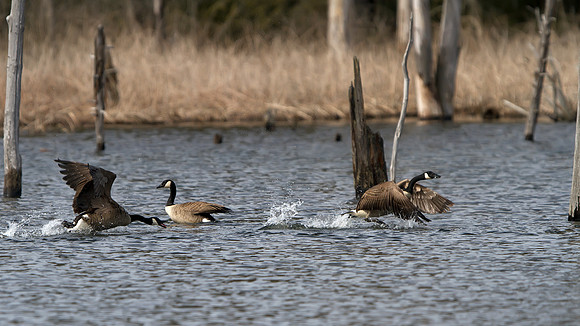 Canada Goose fighting