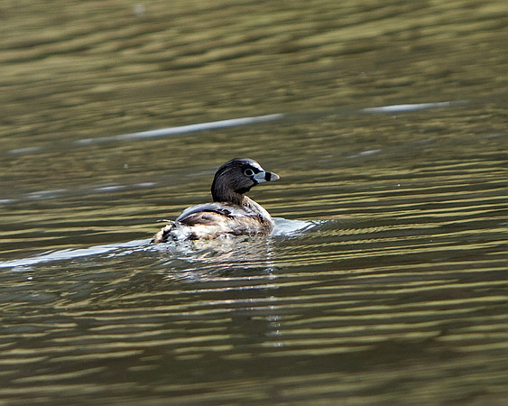 Pied-billed Grebe