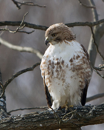 Red-tailed Hawk