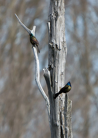 Common Grackle