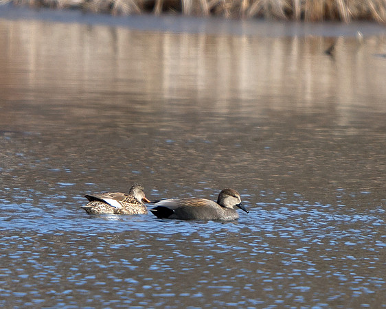Gadwall