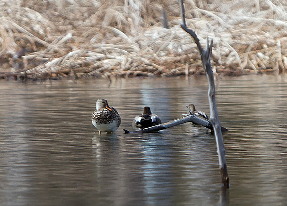 Gadwall