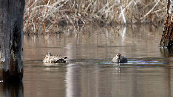 Gadwall