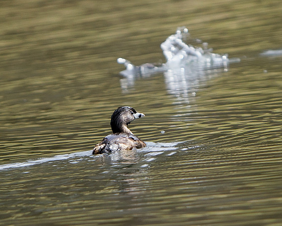 Pied-billed Grebe