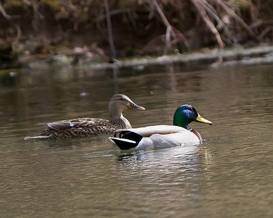 Mallard Duck pair