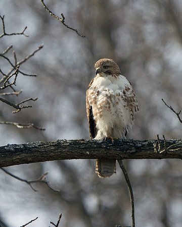 Red-tailed Hawk