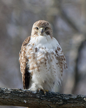 Red-tailed Hawk