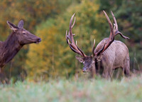American Elk