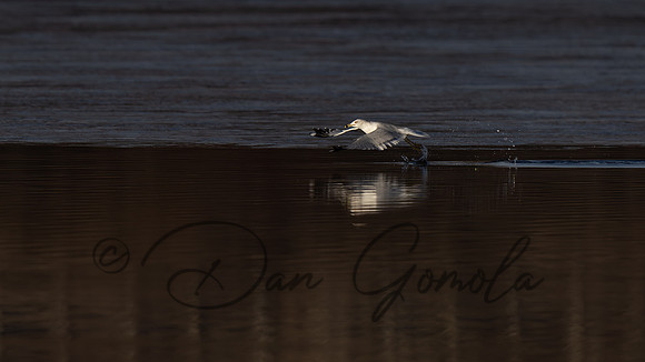 Ring-billed Gull